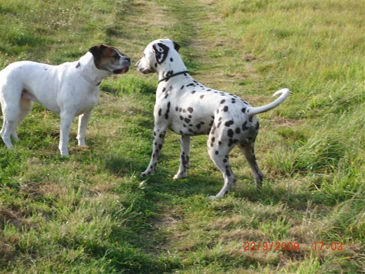 Amerikansk bulldog Luggi R.I.P - Sikke nogle fine pletter du har billede 11