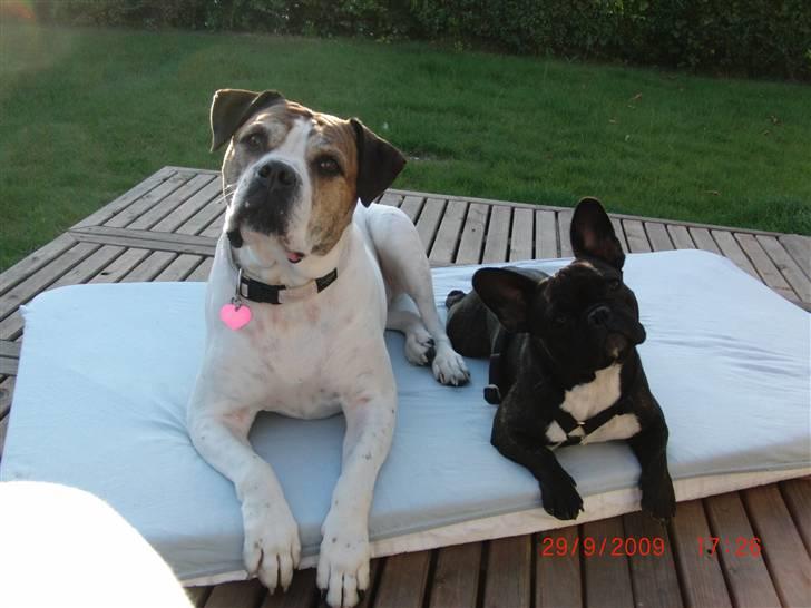 Amerikansk bulldog Luggi R.I.P - To nørder nyder solen i sommerhuset billede 12