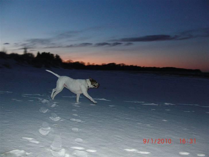 Amerikansk bulldog Luggi R.I.P - Dagen før vi sagde farvel brugte vi en masse timer på stranden og så sol nedgangen. R.I.P Luggi billede 13