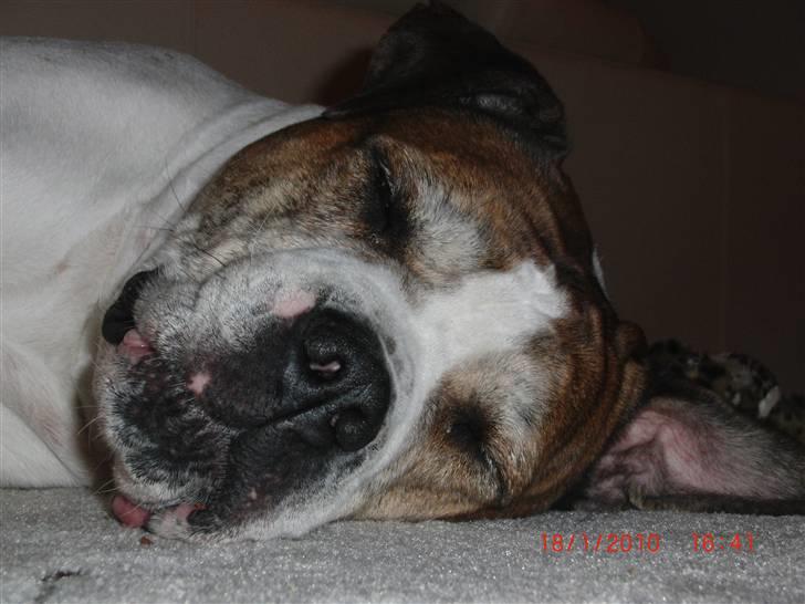 Amerikansk bulldog Luggi R.I.P - De sidste timer inden vi sagde farvel  R.I.P Luggi billede 14