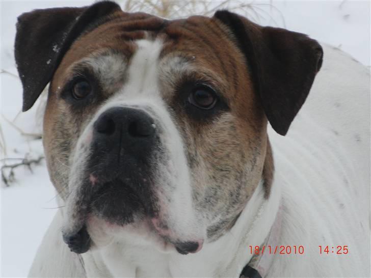 Amerikansk bulldog Luggi R.I.P - Dagen før vi tog afsked til Luggi. RI.P billede 15