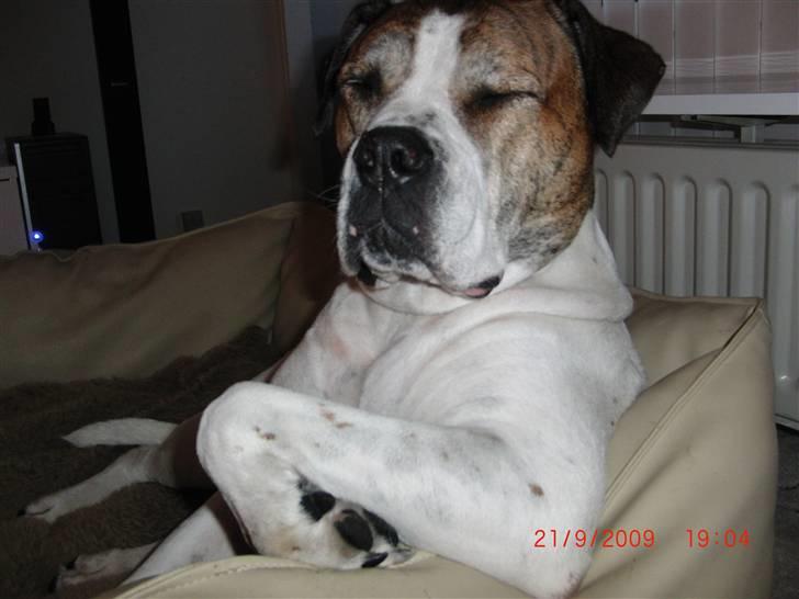 Amerikansk bulldog Luggi R.I.P - Slapper lige i min sofa billede 16