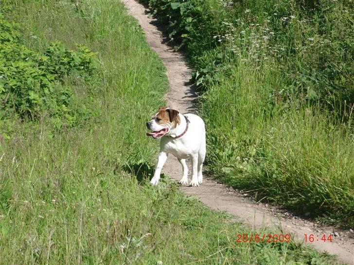 Amerikansk bulldog Luggi R.I.P billede 17