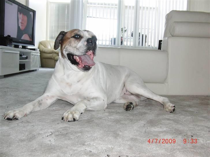 Amerikansk bulldog Luggi R.I.P billede 18