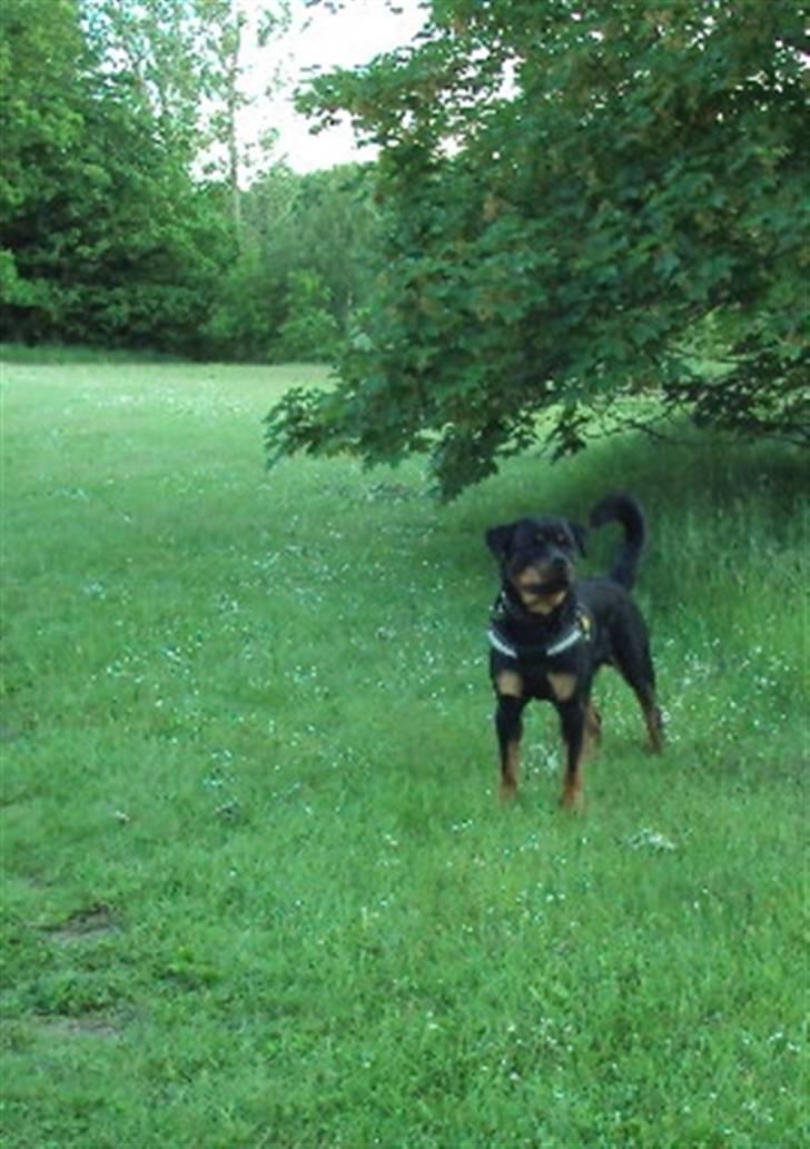 Rottweiler bimmer billede 5