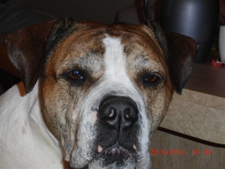 Amerikansk bulldog Luggi R.I.P - Sure ;) billede 19