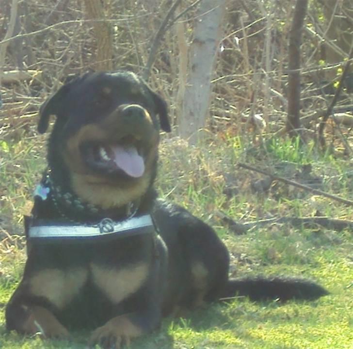 Rottweiler bimmer billede 6