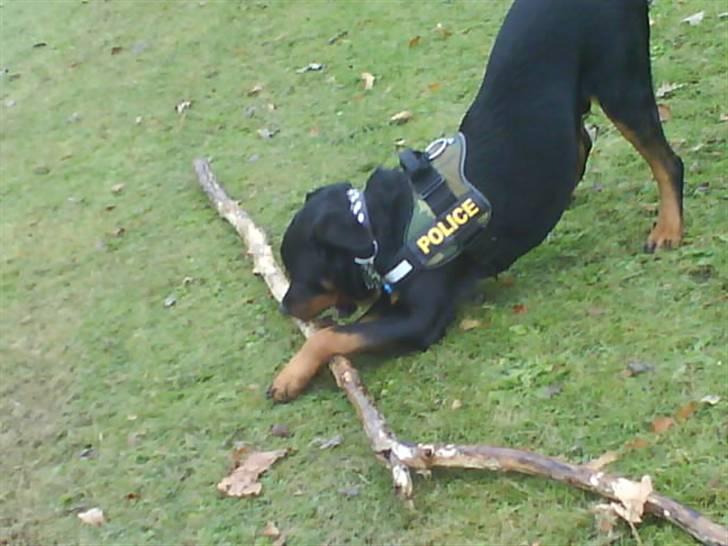 Rottweiler bimmer billede 7