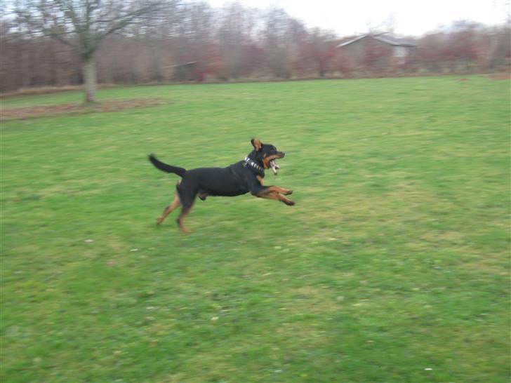 Rottweiler bimmer billede 8