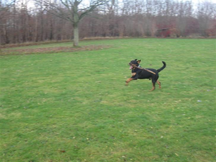 Rottweiler bimmer billede 9