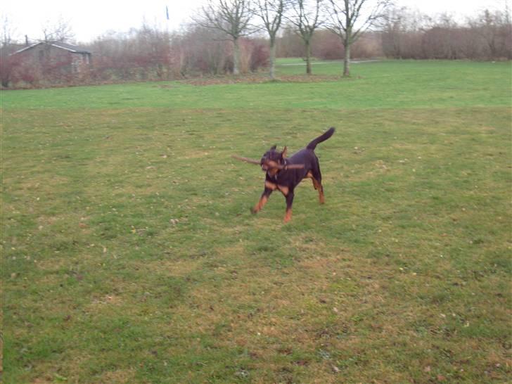 Rottweiler bimmer billede 10