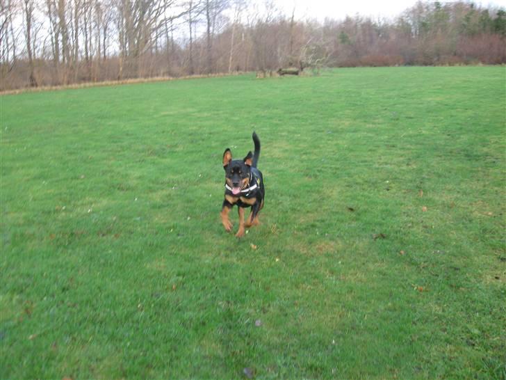 Rottweiler bimmer billede 11