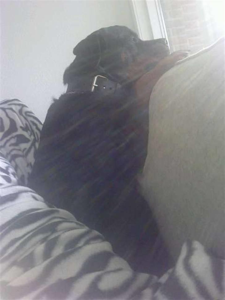 Rottweiler bimmer billede 12