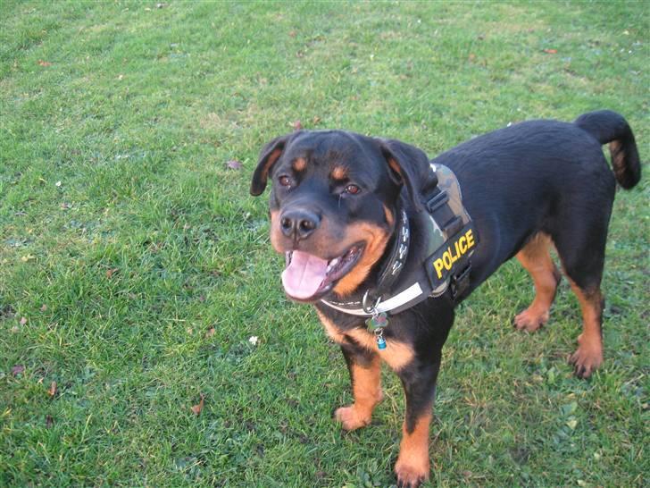 Rottweiler bimmer billede 13