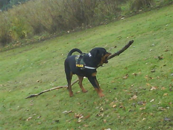 Rottweiler bimmer billede 14