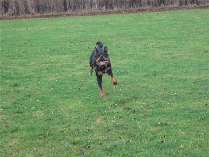 Rottweiler bimmer billede 15