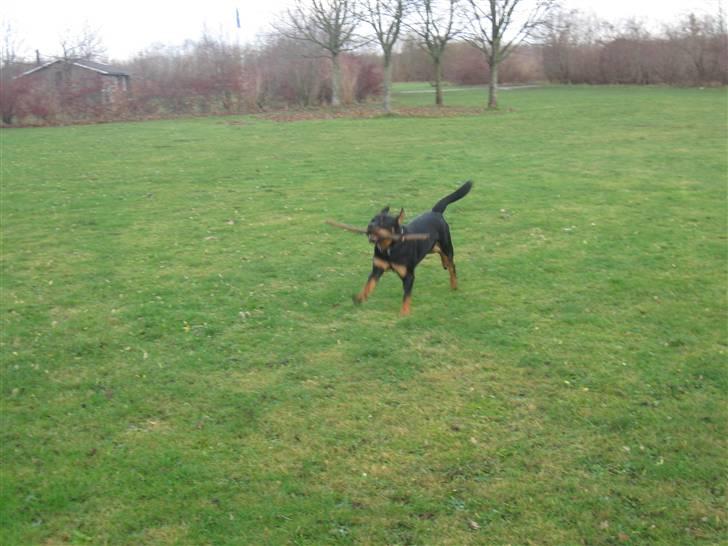 Rottweiler bimmer billede 16