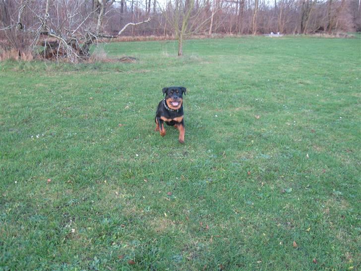 Rottweiler bimmer billede 17