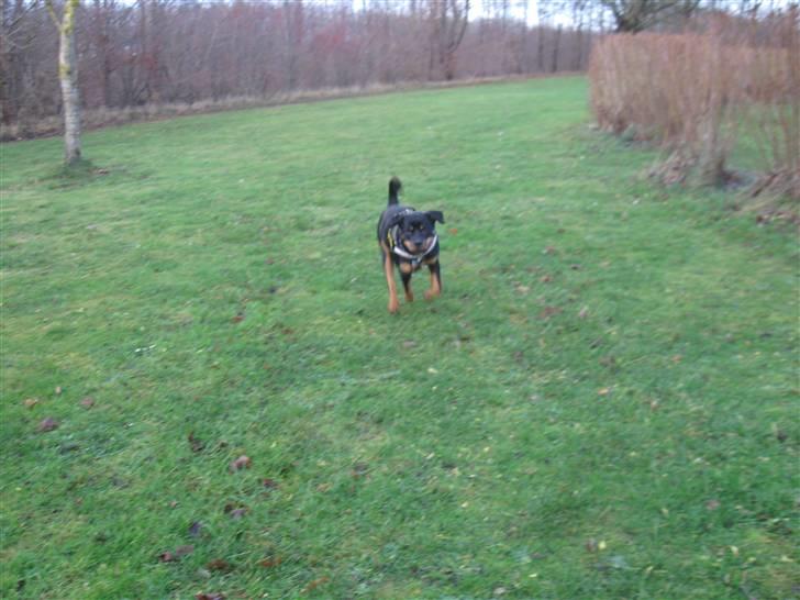 Rottweiler bimmer billede 18