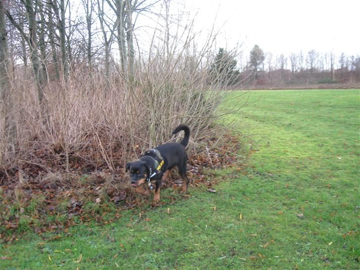 Rottweiler bimmer billede 19