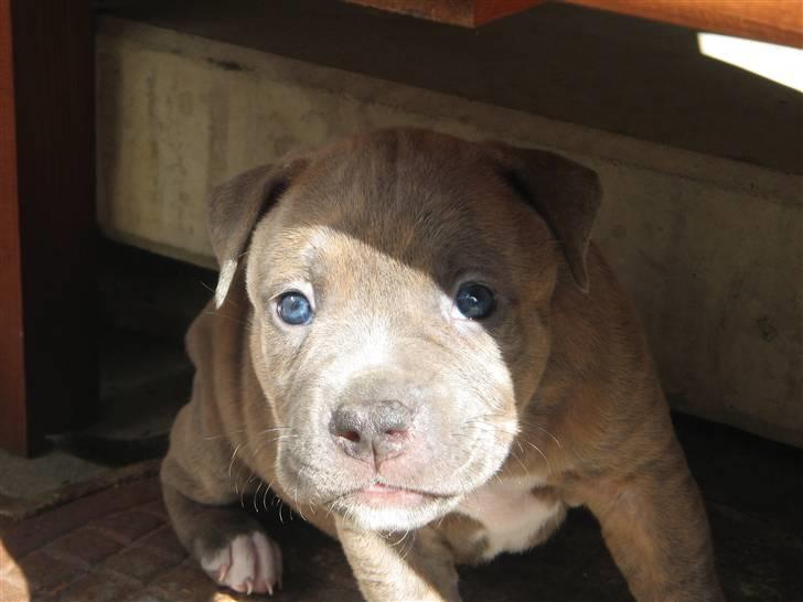 Amerikansk staffordshire terrier Raja billede 4
