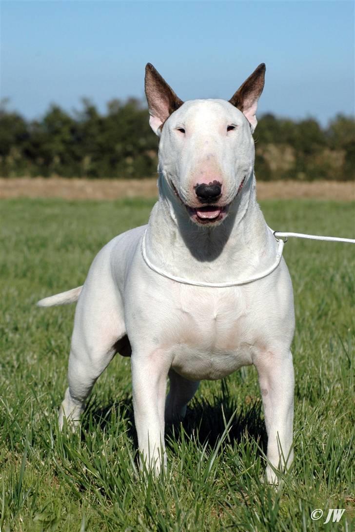 Bullterrier Rightstuff King to Anzesa - The King billede 1