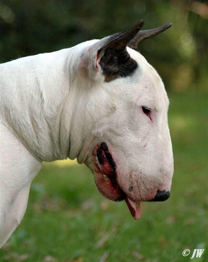 Bullterrier Rightstuff King to Anzesa - Ludvig profil billede 2