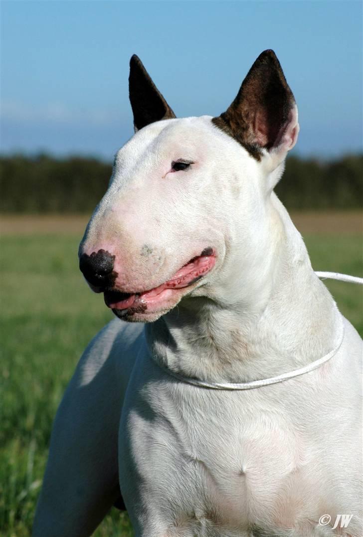 Bullterrier Rightstuff King to Anzesa - Ludvig billede 3