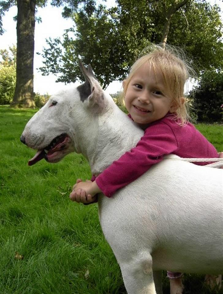 Bullterrier Rightstuff King to Anzesa - Ludvig 8 mdr. og Liva 3 år billede 4