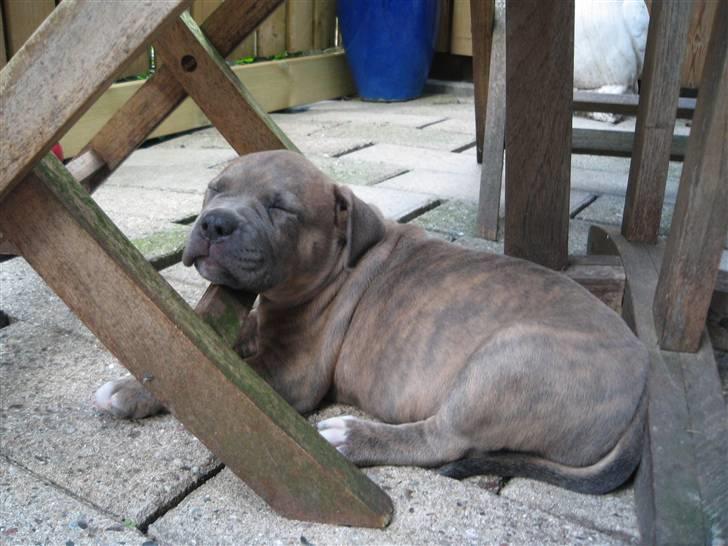 Amerikansk staffordshire terrier Raja billede 5