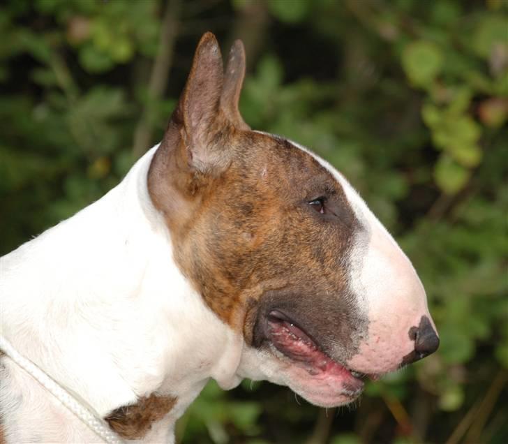 Bullterrier Anzesa Ineffable Isaac - Igor profil billede 1