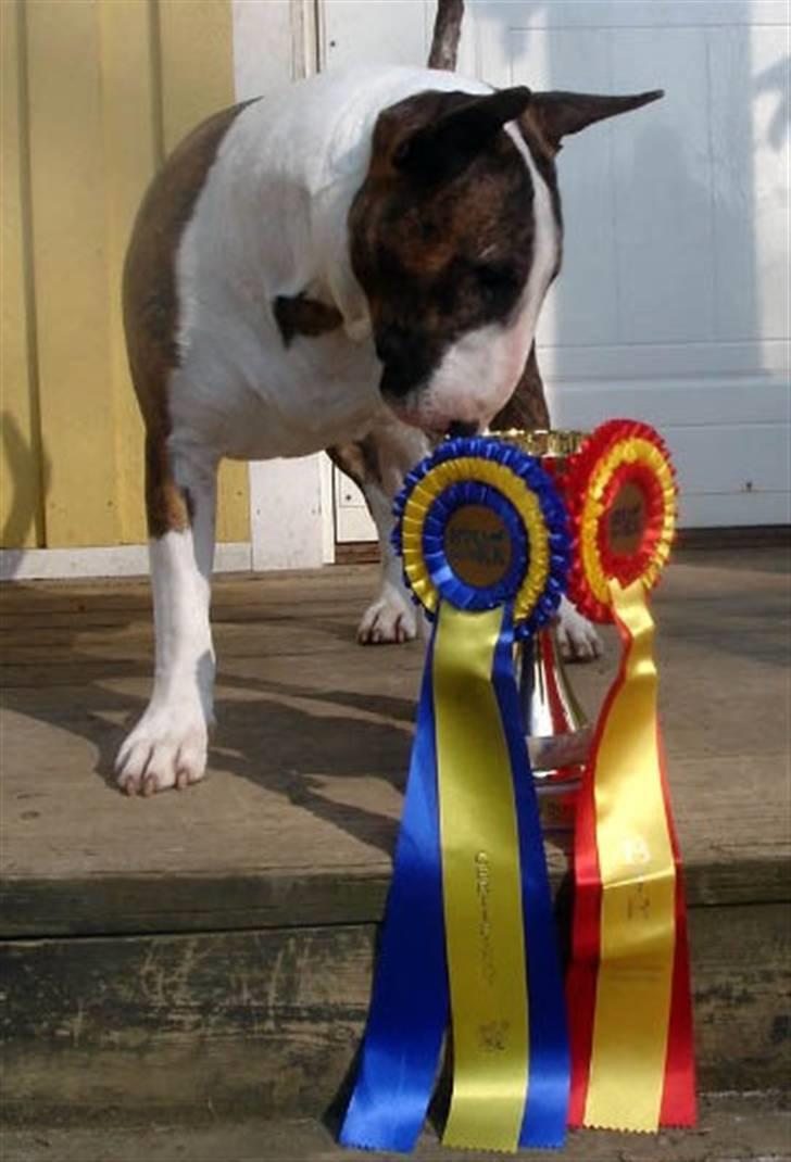 Bullterrier Anzesa Ineffable Isaac - Han har næse for det!!! billede 2