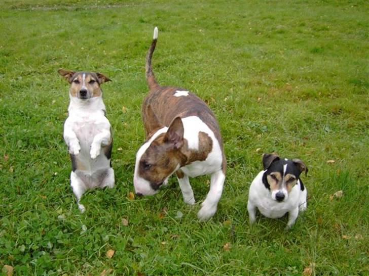 Bullterrier Anzesa Ineffable Isaac - Igor og hans bofæller :-) billede 3