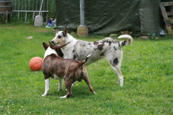 Bullterrier Anzesa Ineffable Isaac - Igor og hans legekammerat billede 4
