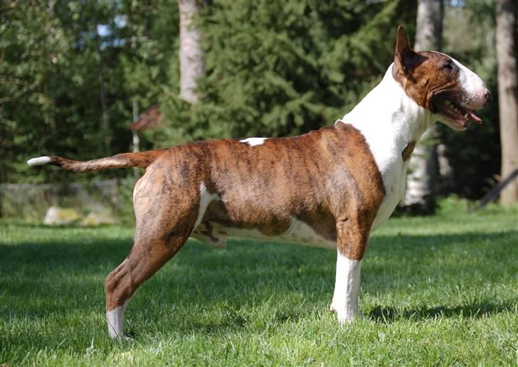 Bullterrier Anzesa Ineffable Isaac - Igor 1 år billede 6