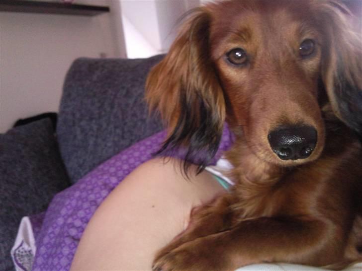 Miniature gravhund anthony billede 6