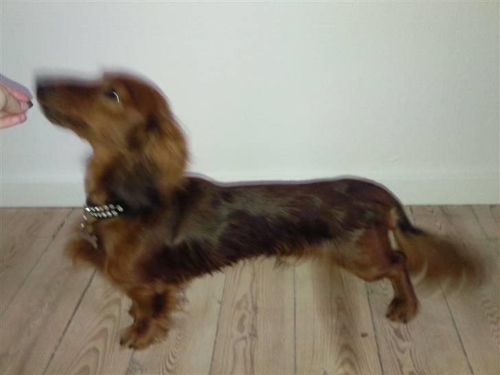 Miniature gravhund anthony billede 7