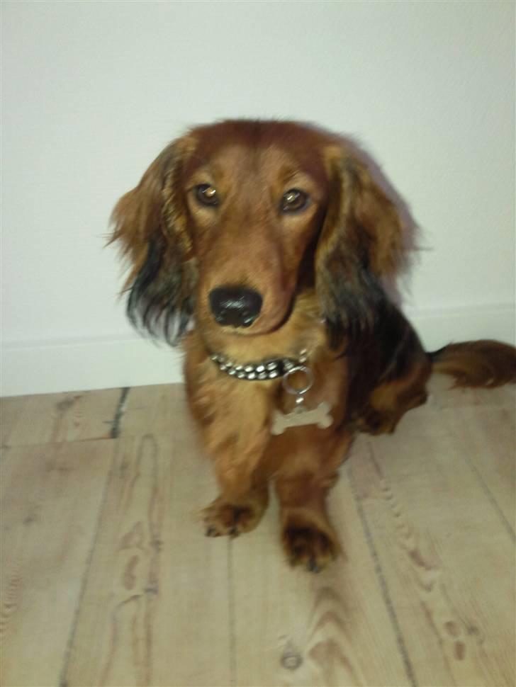 Miniature gravhund anthony billede 8