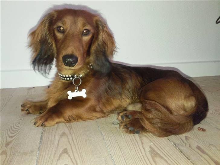 Miniature gravhund anthony billede 9