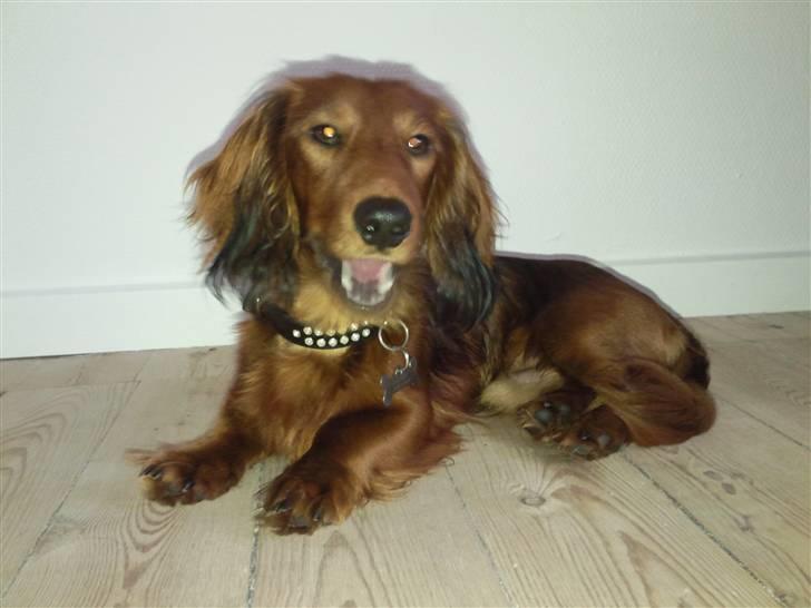 Miniature gravhund anthony billede 10