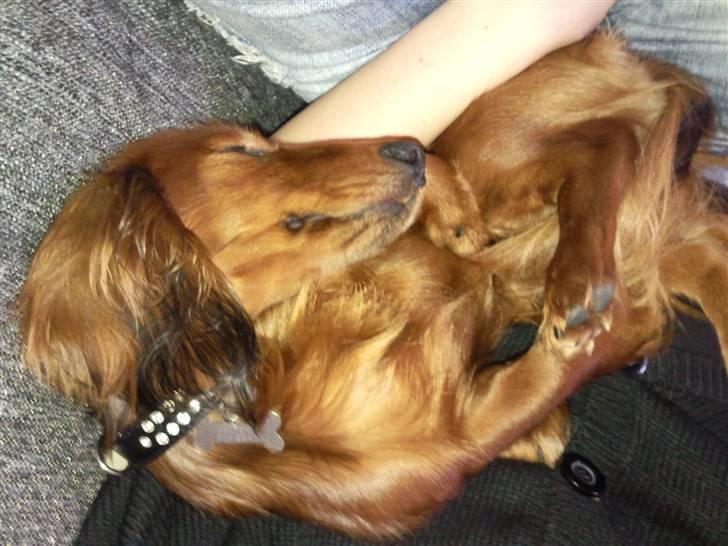 Miniature gravhund anthony billede 11