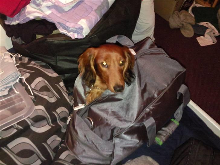 Miniature gravhund anthony billede 12