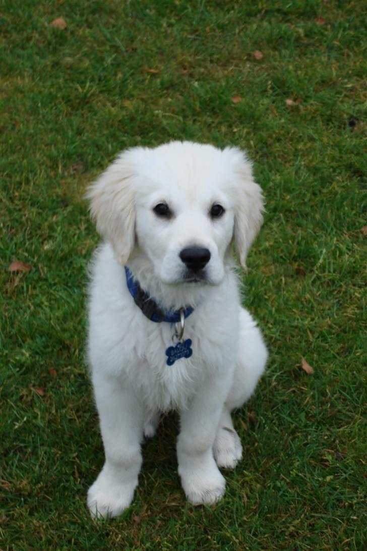 Golden retriever BALOU - hej mor nu har jeg øjenkontakt. billede 1