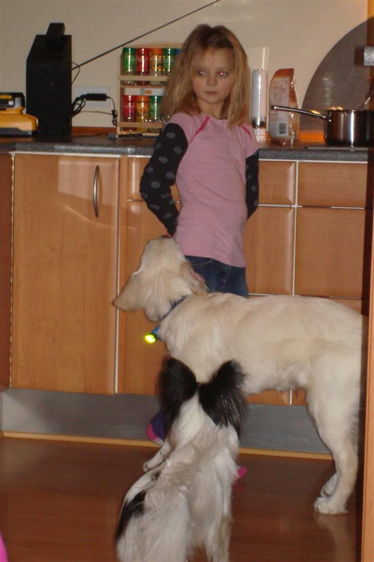 Golden retriever BALOU - her er vi med vores pige. hun er god og sød ved os to. ja ja vov  billede 3