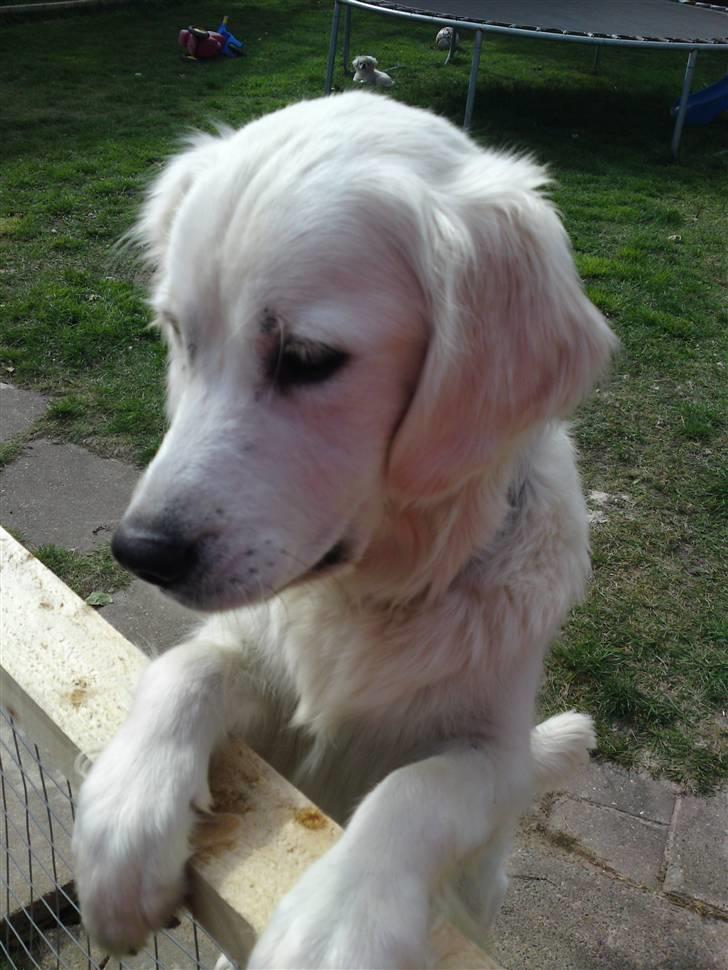 Golden retriever BALOU - det er min hunde mor. hun er Meget god mor ved os. vov billede 4