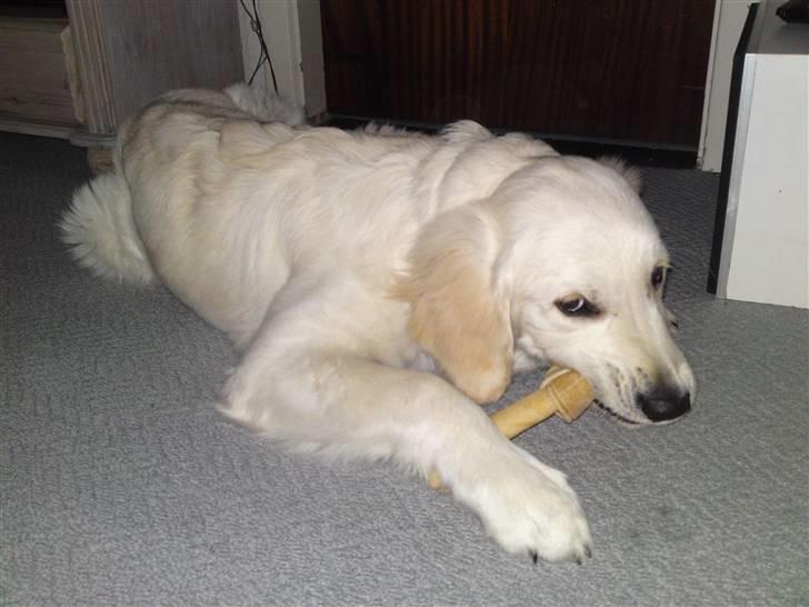 Golden retriever BALOU - det er godt.  billede 5