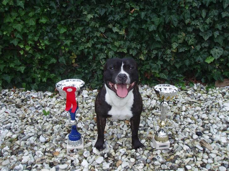 Staffordshire bull terrier Fancystaff Cody - Pokalerne fra udstilling den 6. september 09 (DDH) hvor han fik en 1pr. og cert + han blev bedste terrier han billede 15