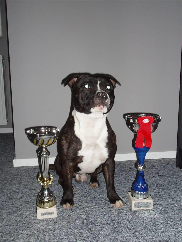 Staffordshire bull terrier Fancystaff Cody - Pokalerne fra udstilling den 6. september 09 (DDH) hvor han fik en 1pr. og cert + han blev bedste terrier han billede 16