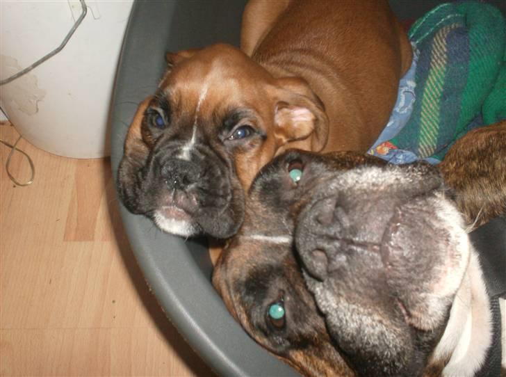 Boxer bonni billede 18