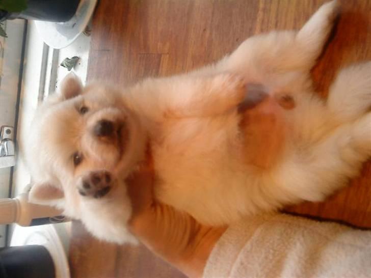 Pomeranian Laika - se se jeg kan se nu jaaaaahhh billede 6